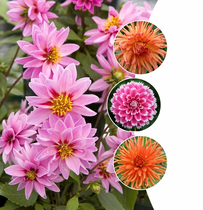 Dahlia (Assorted) - Dahlia from Wilson Farm, Inc. Dahlia (Assorted) - Dahlia from Wilson Farm, Inc.