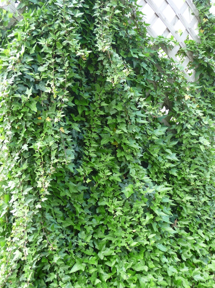 English Ivy - Hedera helix from Wilson Farm, Inc.