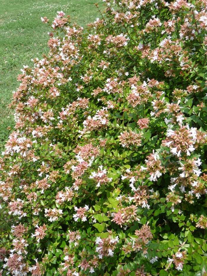 Rose Creek Glossy Abelia - Abelia x grandiflora 'Rose Creek' from Wilson Farm, Inc.