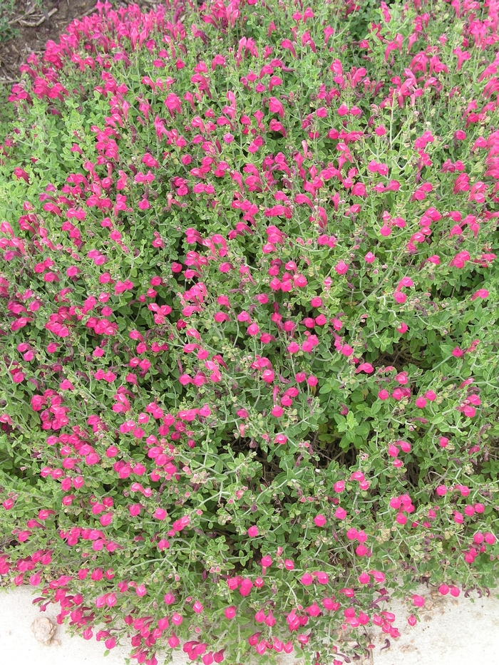 Pink Skullcap - Scutellaria suffruticosa from Wilson Farm, Inc. Pink Skullcap - Scutellaria suffruticosa from Wilson Farm, Inc.