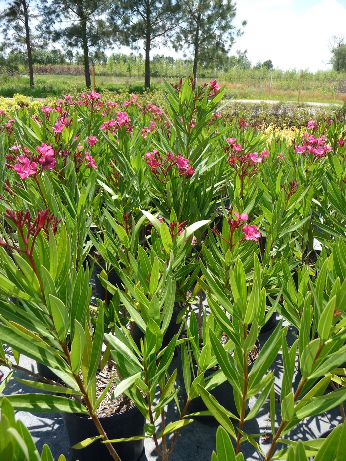Calypso Oleander - Nerium oleander 'Calypso' from Wilson Farm, Inc.