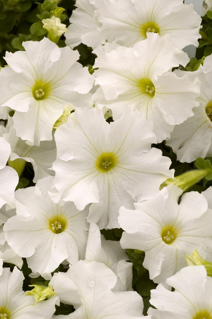 Petunia - Petunia hybrida 'Dreams White' from Wilson Farm, Inc.