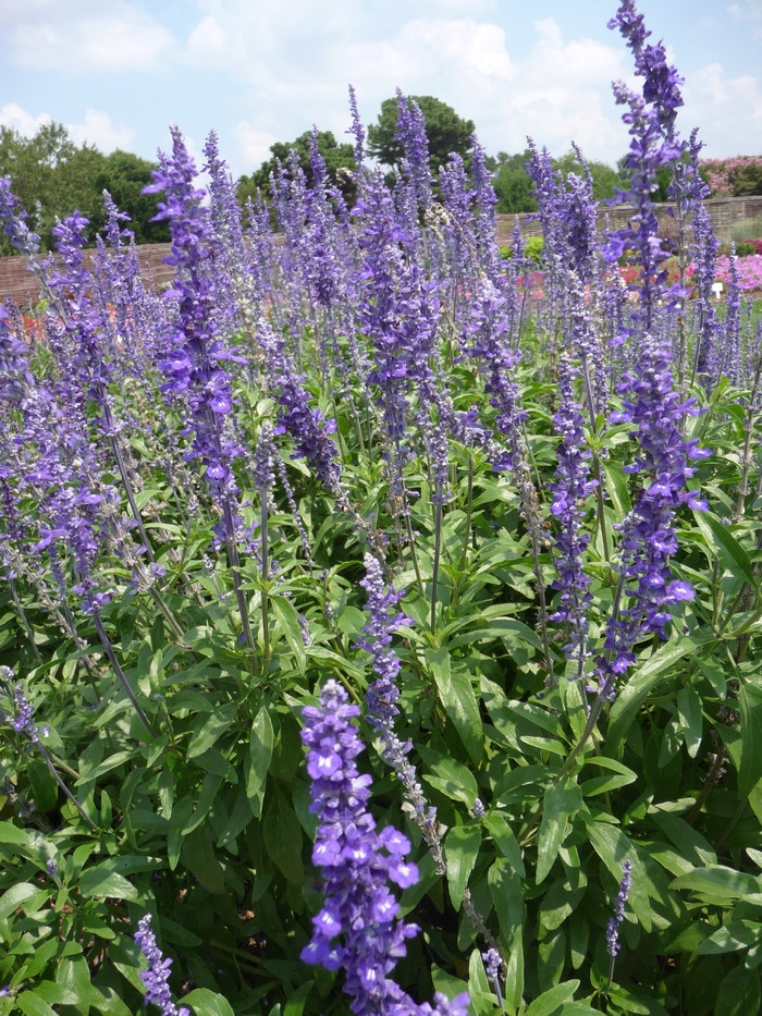 Mealycup Sage - Salvia farinacea 'Sallyfun™ Blue Emotion' from Wilson Farm, Inc.
