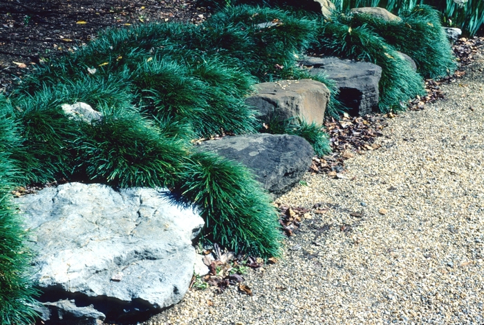Dwarf Mondo Grass - Ophiopogon japonicus 'Nana' from Wilson Farm, Inc.