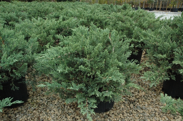 Parsons Juniper - Juniperus davurica 'Expansa' ('Parsonii') from Wilson Farm, Inc.