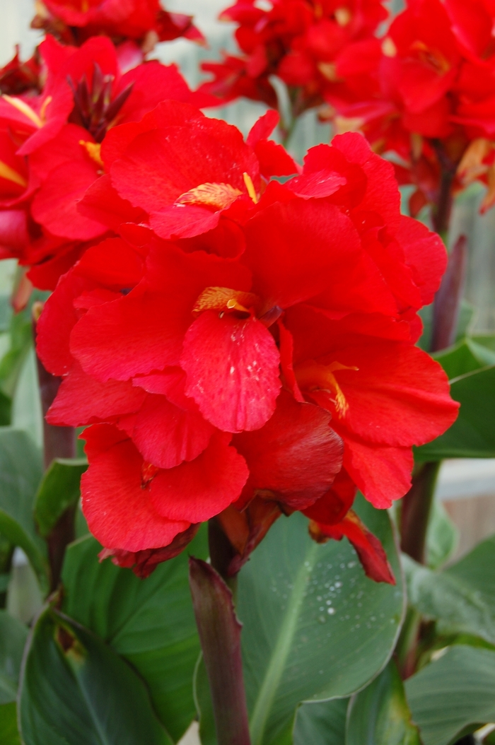 Tropical™ Red Canna Lily - Canna 'Tropical™ Red' from Wilson Farm, Inc.