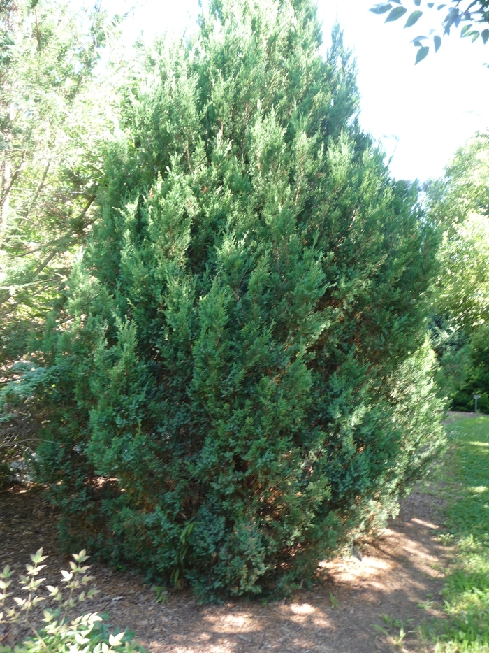 Chinese Juniper - Juniperus chinensis 'Blue Point' from Wilson Farm, Inc.