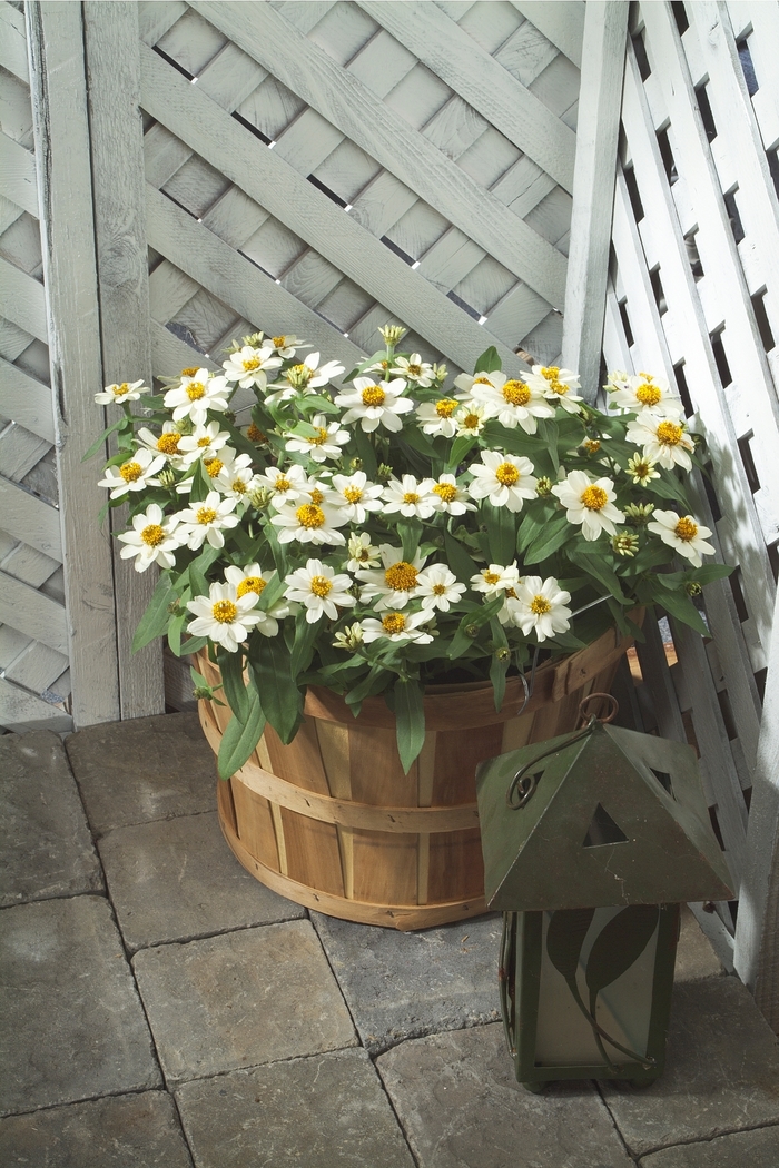 Profusion White Zinnia - Zinnia from Wilson Farm, Inc. Profusion White Zinnia - Zinnia from Wilson Farm, Inc.