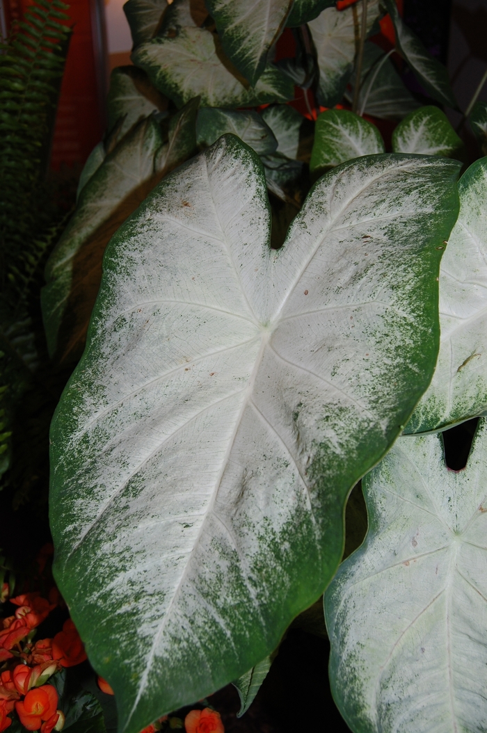 Angel Wings - Caladium fancy leaf 'Aaron' from Wilson Farm, Inc.