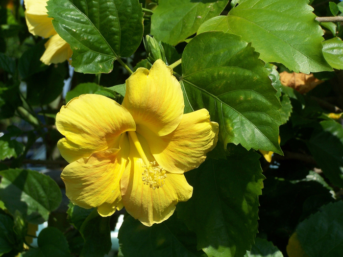 Yellow Tropical Hibiscus - Hibiscus rosa-sinensis from Wilson Farm, Inc.