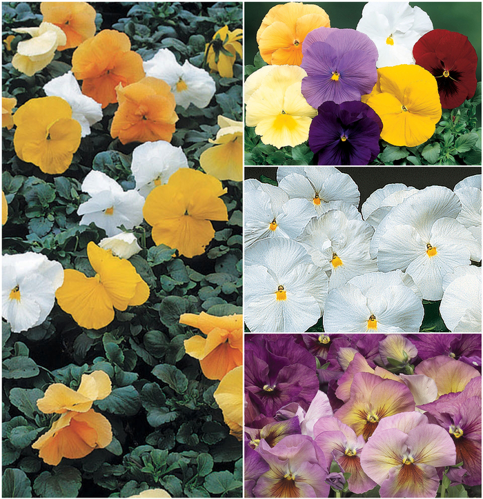 Pansy - Delta™ Series Solid Shades from Wilson Farm, Inc.
