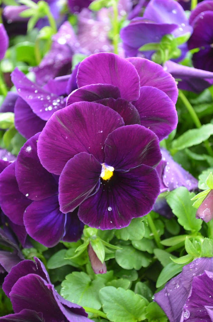 Pansy - Viola x wittrockiana 'Matrix® Purple' from Wilson Farm, Inc.