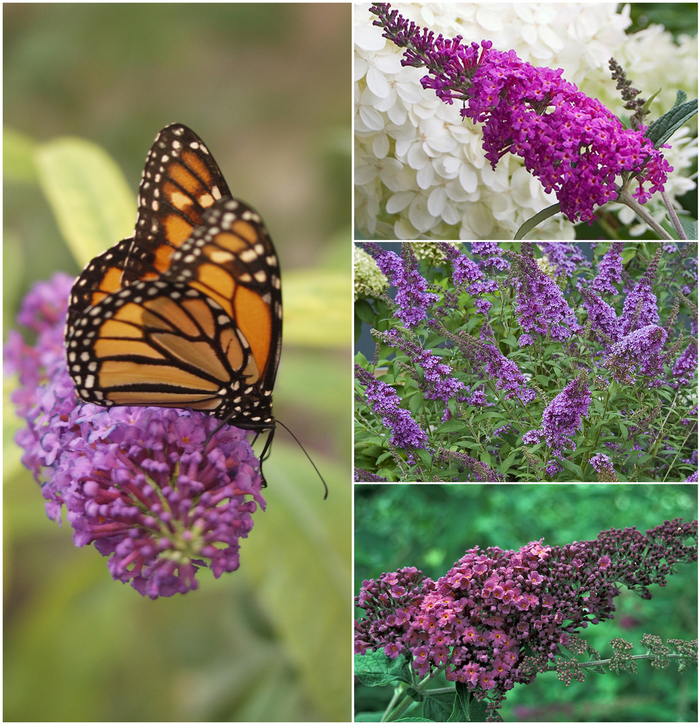 Butterfly Bush - Buddleia - Multiple Varieties from Wilson Farm, Inc.