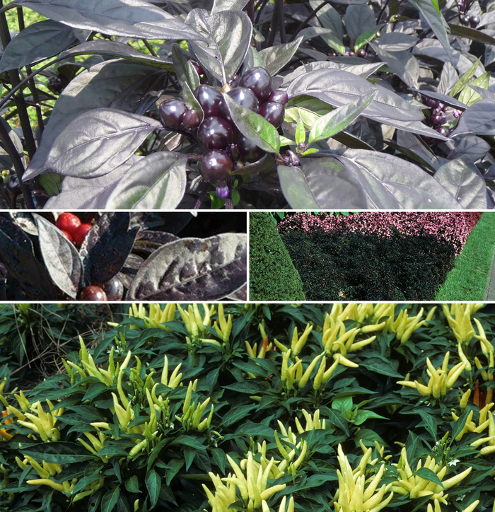 Capsicum - Ornamental Pepper - Multiple Varieties from Wilson Farm, Inc.