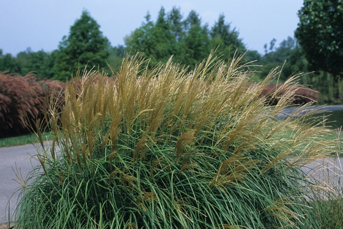 'Adagio' Dwarf Japanese - Miscanthus sinensis from Wilson Farm, Inc. 'Adagio' Dwarf Japanese - Miscanthus sinensis from Wilson Farm, Inc.