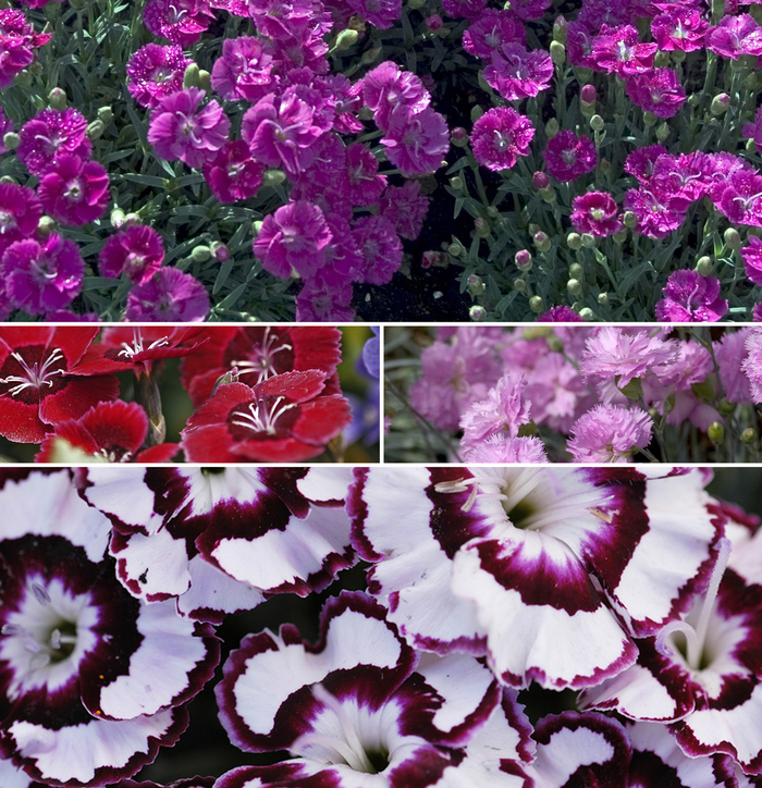 Dianthus - Multiple Varieties from Wilson Farm, Inc.