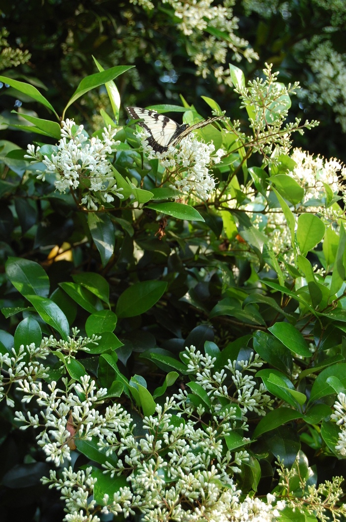 Waxleaf Ligustrum - Ligustrum japonicum from Wilson Farm, Inc.