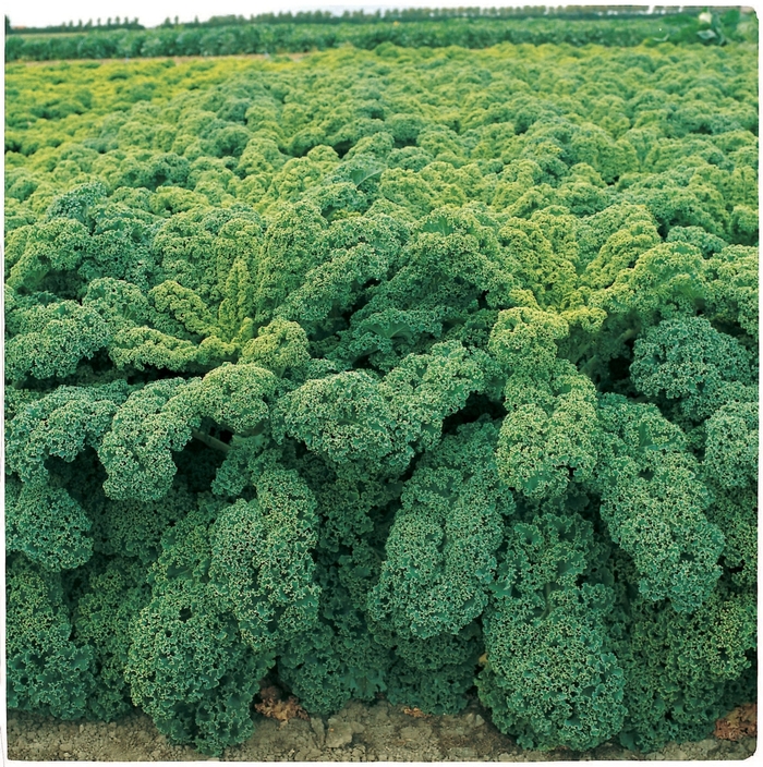 Winterbor F1 - Brassica oleracea 'Winterbor' from Wilson Farm, Inc.