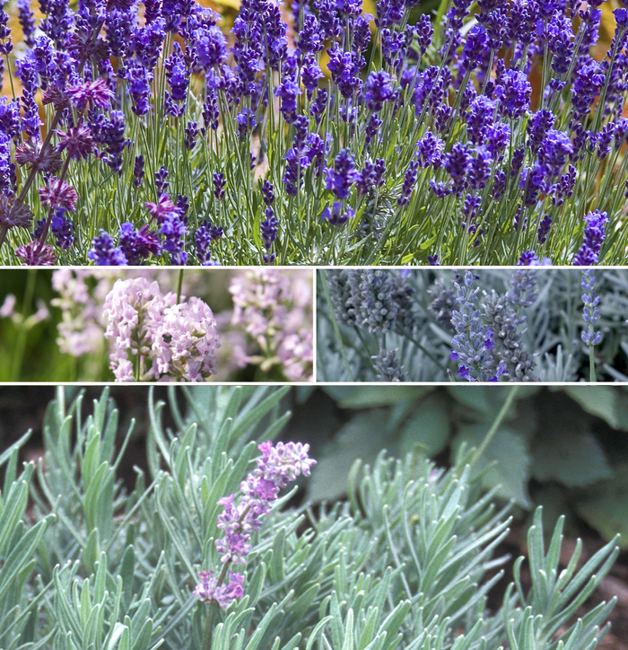 Lavender - Multiple Varieties from Wilson Farm, Inc.