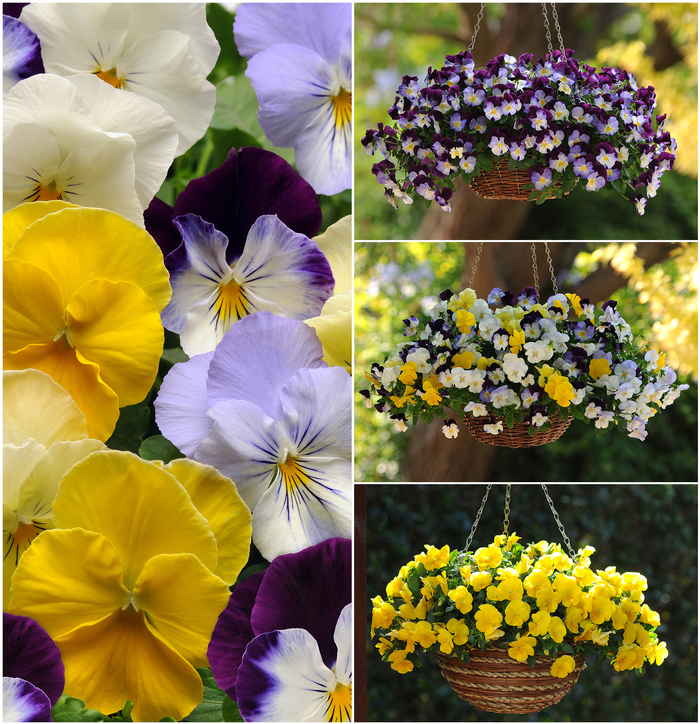 Pansy - Cool Wave™ Series from Wilson Farm, Inc.