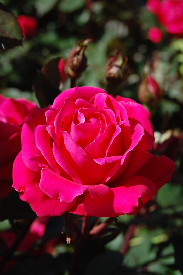 Pink Double Knock Out® - Rosa 'Radtkopink' PP18507, CPBR 3757 from Wilson Farm, Inc.