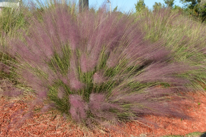 Pink Muhlygrass - Muhlenbergia capillaris from Wilson Farm, Inc.