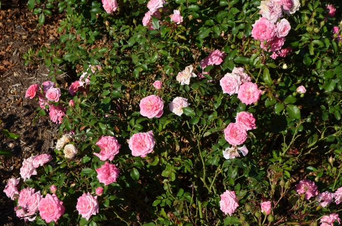 'Drift®' Rose - Rosa 'Meiswetdom' from Wilson Farm, Inc.