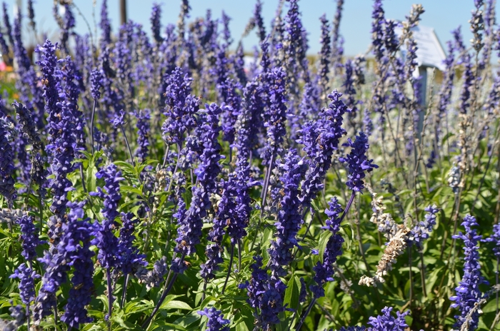 Mealycup Sage - Salvia farinacea 'Sallyfun™ Blue' from Wilson Farm, Inc.