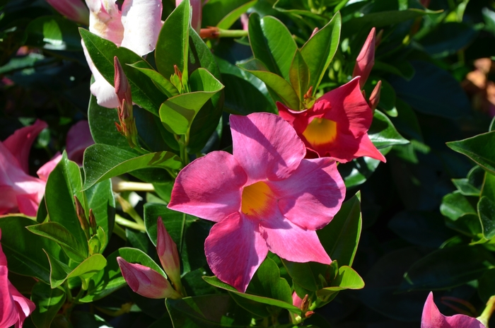 Trumpet Flower - Dipladenia Pink from Wilson Farm, Inc.
