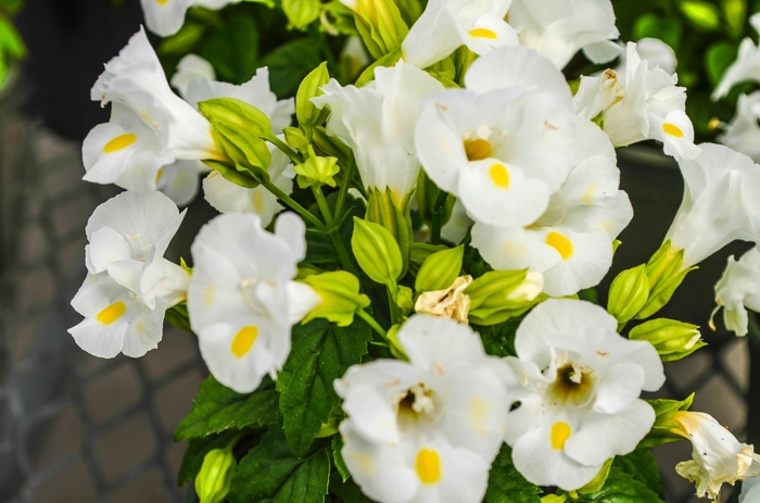 Wishbone Flower - Torenia fournieri 'Kauai White' from Wilson Farm, Inc.
