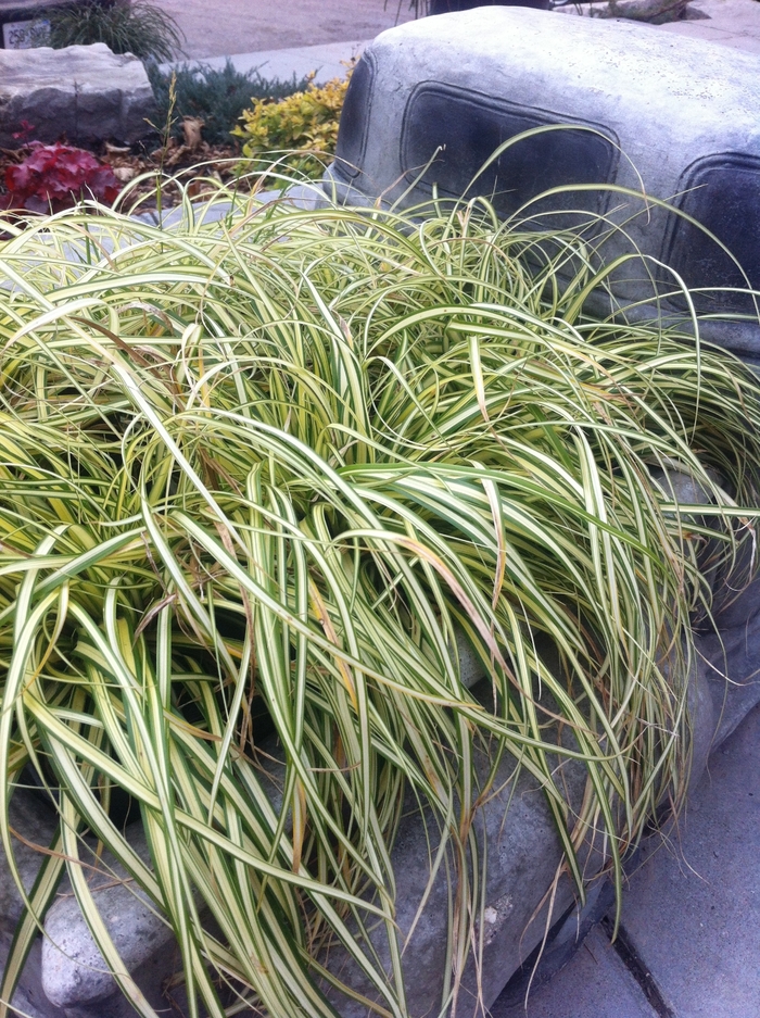 Striped Weeping Sedge - Carex oshimensis 'Evergold' from Wilson Farm, Inc.