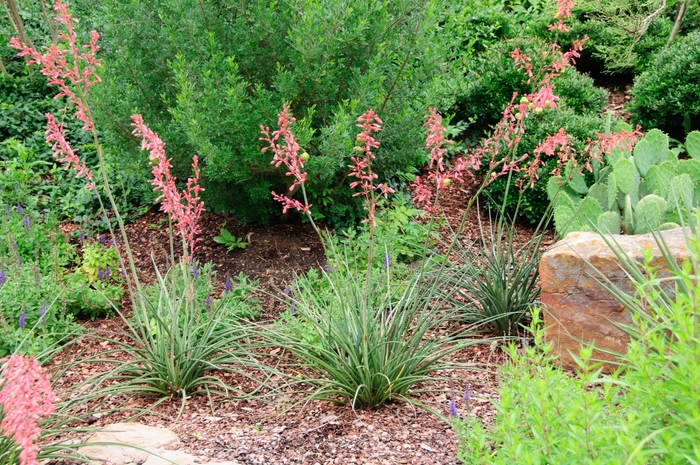 Red Yucca - Hesperaloe parviflora from Wilson Farm, Inc.