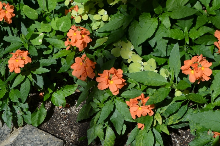 Firecracker Flower - Crossandra infundibuliformis from Wilson Farm, Inc.
