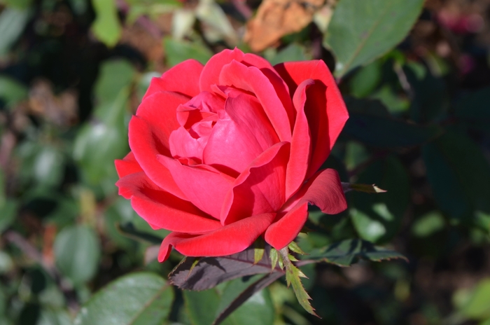 Double Red Knock Out® - Rosa 'Radtko' PP16202, CPBR 3104 from Wilson Farm, Inc.