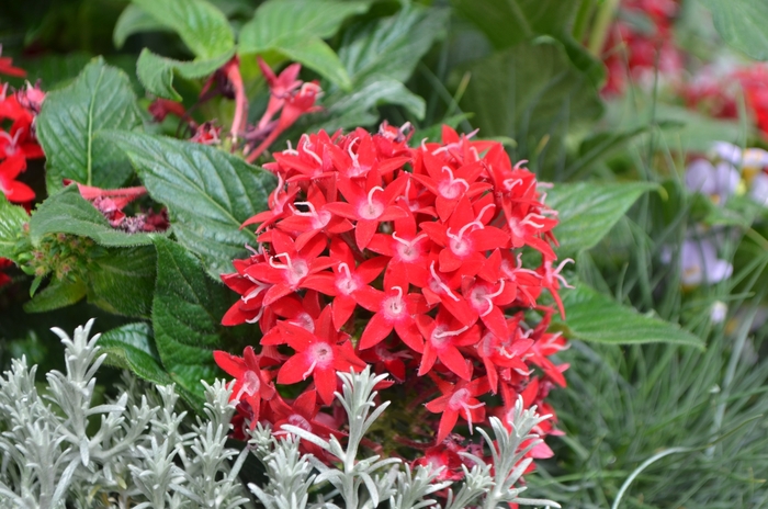 Graffiti® 'Red Velvet' - Pentas lanceolata (Star Flower) from Wilson Farm, Inc. Graffiti® 'Red Velvet' - Pentas lanceolata (Star Flower) from Wilson Farm, Inc.