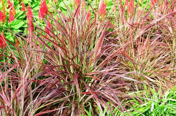 Graceful Grasses® 'Fireworks' - Pennisetum setaceum (Variegated Red Fountain Grass) from Wilson Farm, Inc. Graceful Grasses® 'Fireworks' - Pennisetum setaceum (Variegated Red Fountain Grass) from Wilson Farm, Inc.