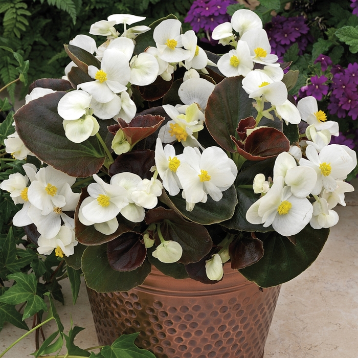 Begonia - Begonia semperflorens ' Bada Boom White' from Wilson Farm, Inc.