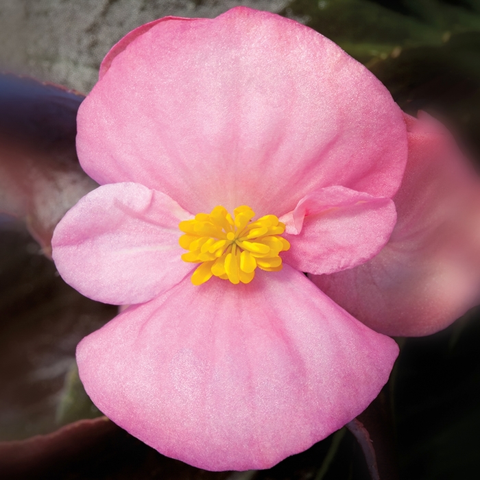 Begonia - Begonia semperflorens ' Bada Boom Pink' from Wilson Farm, Inc.