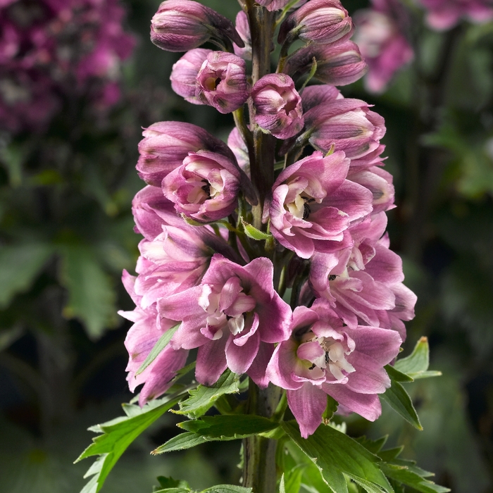 Delphina™ Delphinium - Delphinium elatum 'Rose White Bee' from Wilson Farm, Inc.