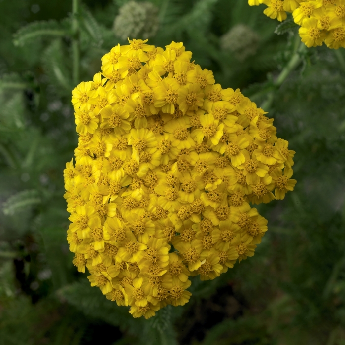 Desert Eve&trade; Yellow - Achillea (Yarrow) from Wilson Farm, Inc.