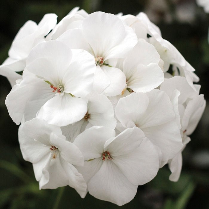 Interspecific Geranium - Pelargonium 'Calliope® Medium White' from Wilson Farm, Inc.