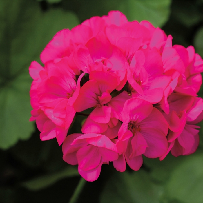 Interspecific Geranium - Pelargonium 'Calliope® Medium Deep Rose' from Wilson Farm, Inc.