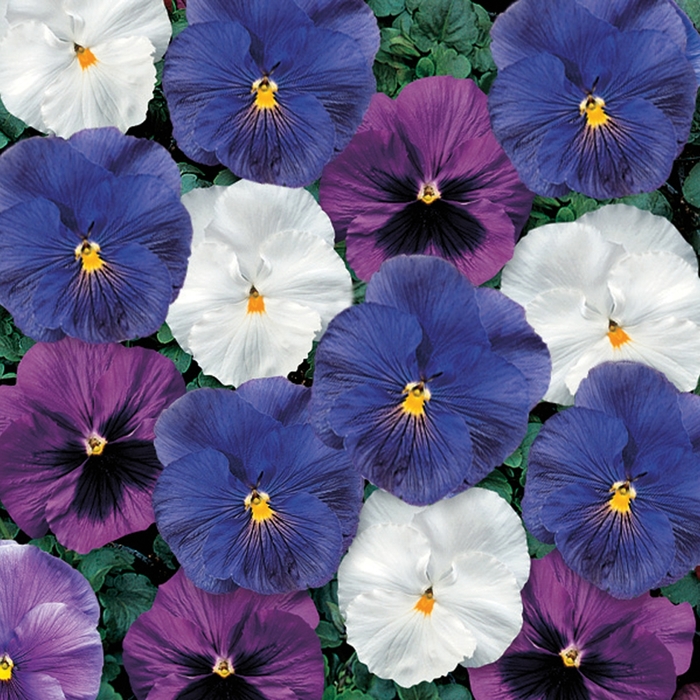 Pansy - Viola 'Delta Premium Cool Waters Mix' from Wilson Farm, Inc.