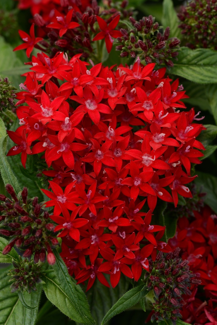 Lucky Star™ Dark Red Egyptian Starcluster, Pentas, Starflower - Pentas lanceolata from Wilson Farm, Inc.