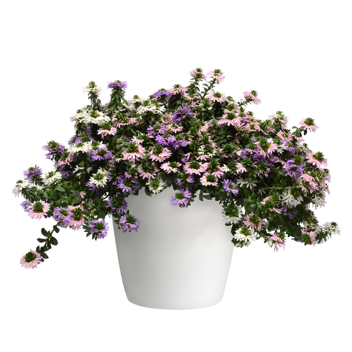 Scaevola (Fan Flower) – White or Pink - Scaevola from Wilson Farm, Inc. Scaevola (Fan Flower) – White or Pink - Scaevola from Wilson Farm, Inc.