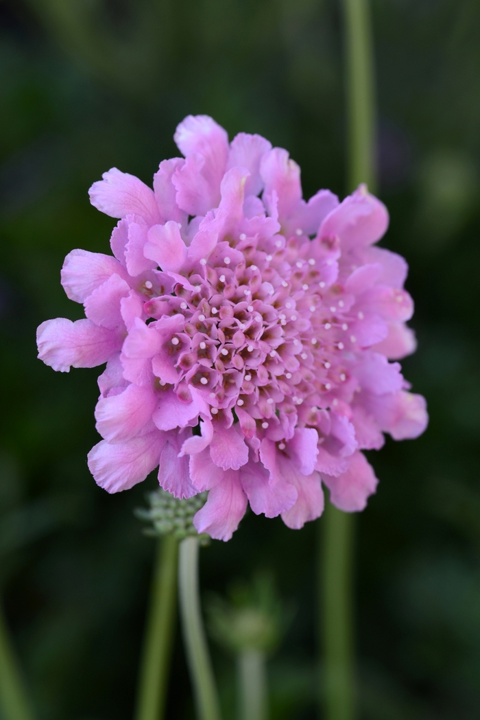 Flutter™ Rose Pink Pincushion Flower - Scabiosa columbaria from Wilson Farm, Inc.
