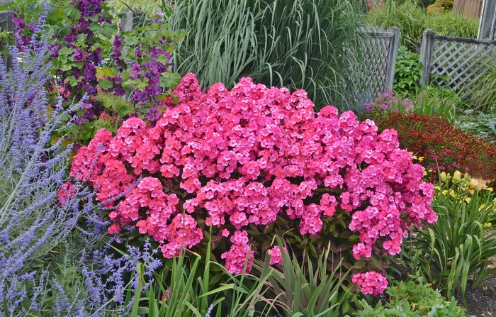 Garden Girls™ 'Glamour Girl' - Phlox paniculata (Garden Phlox) from Wilson Farm, Inc. Garden Girls™ 'Glamour Girl' - Phlox paniculata (Garden Phlox) from Wilson Farm, Inc.