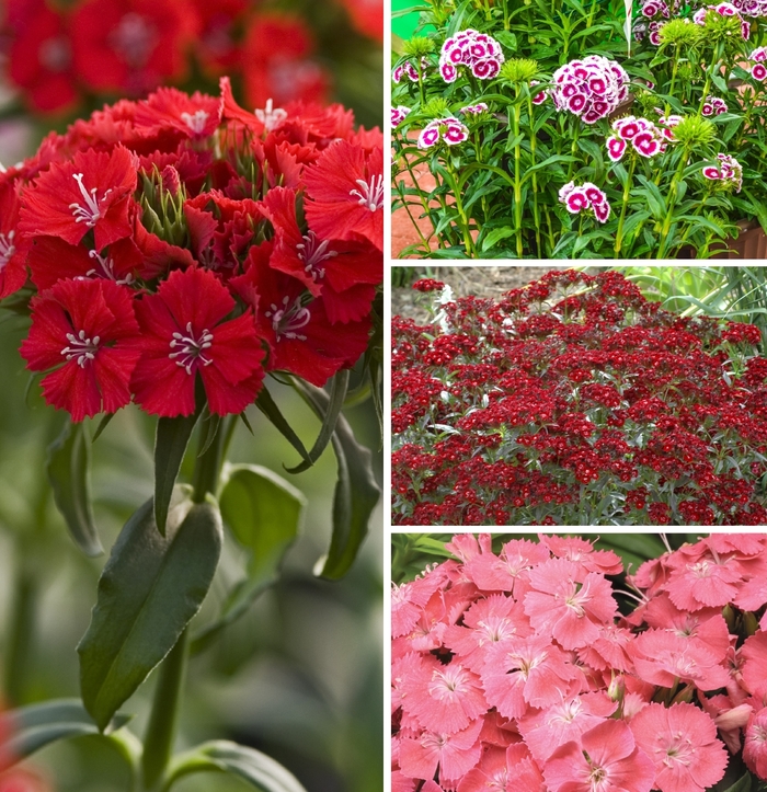 'Multiple Varieties' Sweet William - Dianthus barbatus from Wilson Farm, Inc. 'Multiple Varieties' Sweet William - Dianthus barbatus from Wilson Farm, Inc.