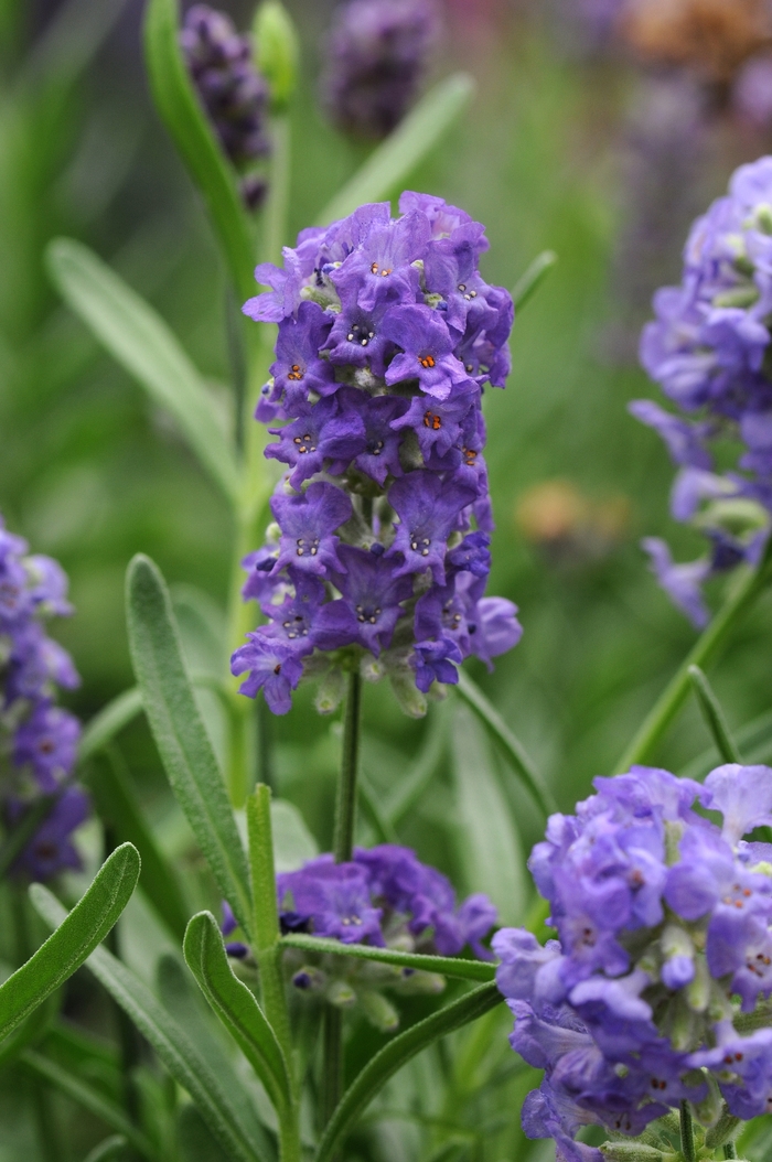 English Lavender - Lavandula angustifolia 'Ellagance Purple' from Wilson Farm, Inc.