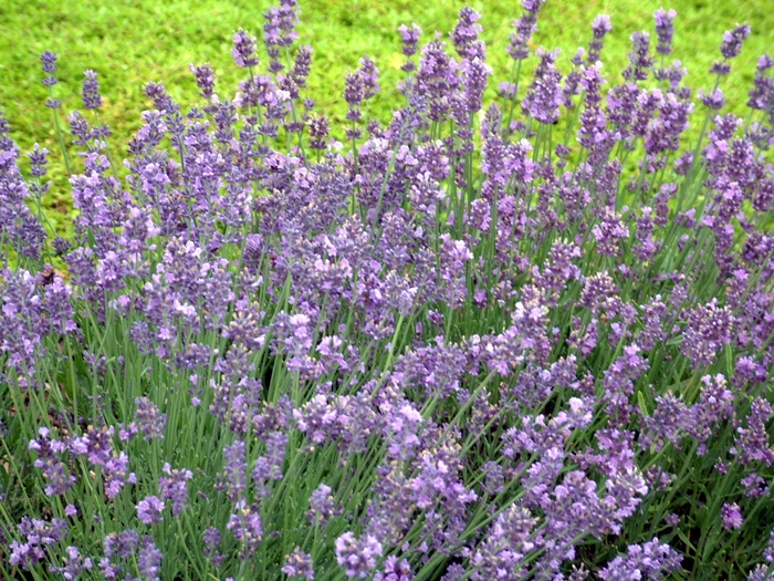  Munstead Lavender - Lavandula angustifolia from Wilson Farm, Inc.